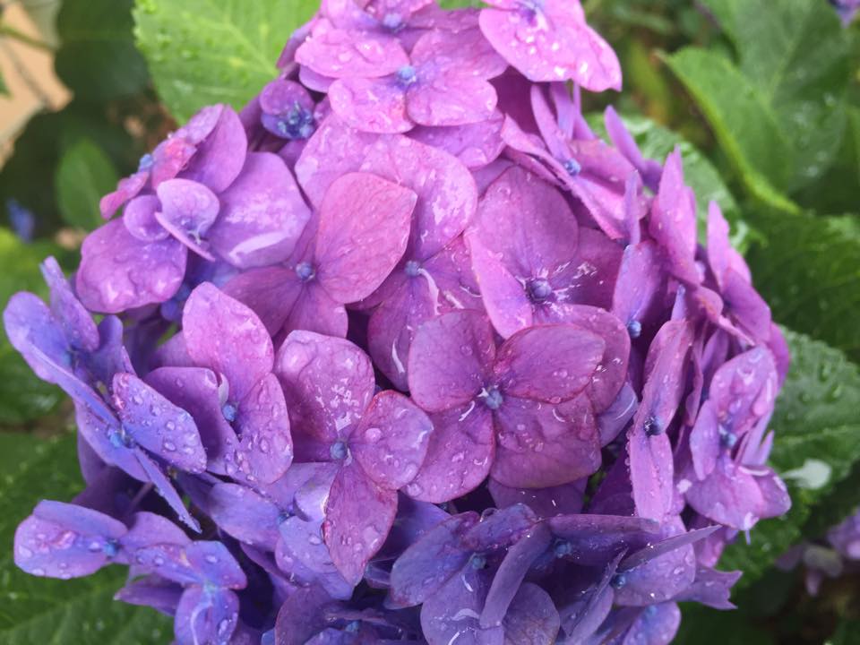 Mùa hoa cẩm tú cầu 紫陽花